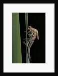 Pyrrhosoma nymphula (large red damselfly) - emerging by Anonymous