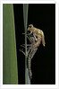Pyrrhosoma nymphula (large red damselfly) - emerging by Anonymous