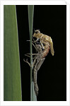 Pyrrhosoma nymphula (large red damselfly) - emerging by Anonymous