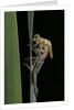 Pyrrhosoma nymphula (large red damselfly) - emerging by Anonymous