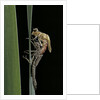 Pyrrhosoma nymphula (large red damselfly) - emerging by Anonymous