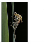 Pyrrhosoma nymphula (large red damselfly) - emerging by Anonymous