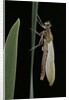 Pyrrhosoma nymphula (large red damselfly) - emerging by Anonymous