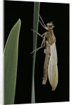 Pyrrhosoma nymphula (large red damselfly) - emerging by Anonymous