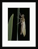 Pyrrhosoma nymphula (large red damselfly) - emerging by Anonymous