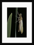 Pyrrhosoma nymphula (large red damselfly) - emerging by Anonymous