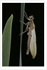 Pyrrhosoma nymphula (large red damselfly) - emerging by Anonymous