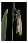 Pyrrhosoma nymphula (large red damselfly) - emerging by Anonymous