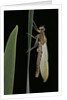 Pyrrhosoma nymphula (large red damselfly) - emerging by Anonymous