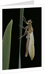 Pyrrhosoma nymphula (large red damselfly) - emerging by Anonymous