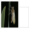 Pyrrhosoma nymphula (large red damselfly) - emerging by Anonymous