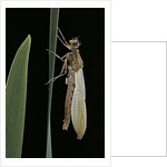 Pyrrhosoma nymphula (large red damselfly) - emerging by Anonymous