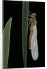 Pyrrhosoma nymphula (large red damselfly) - emerging by Anonymous