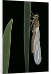 Pyrrhosoma nymphula (large red damselfly) - emerging by Anonymous