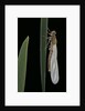 Pyrrhosoma nymphula (large red damselfly) - emerging by Anonymous