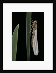 Pyrrhosoma nymphula (large red damselfly) - emerging by Anonymous