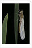 Pyrrhosoma nymphula (large red damselfly) - emerging by Anonymous
