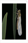 Pyrrhosoma nymphula (large red damselfly) - emerging by Anonymous