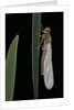Pyrrhosoma nymphula (large red damselfly) - emerging by Anonymous