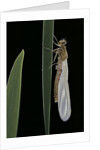 Pyrrhosoma nymphula (large red damselfly) - emerging by Anonymous