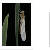 Pyrrhosoma nymphula (large red damselfly) - emerging by Anonymous
