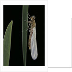 Pyrrhosoma nymphula (large red damselfly) - emerging by Anonymous