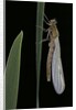 Pyrrhosoma nymphula (large red damselfly) - emerging by Anonymous