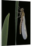 Pyrrhosoma nymphula (large red damselfly) - emerging by Anonymous
