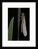 Pyrrhosoma nymphula (large red damselfly) - emerging by Anonymous