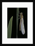 Pyrrhosoma nymphula (large red damselfly) - emerging by Anonymous