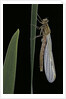 Pyrrhosoma nymphula (large red damselfly) - emerging by Anonymous