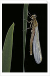 Pyrrhosoma nymphula (large red damselfly) - emerging by Anonymous