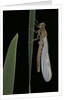 Pyrrhosoma nymphula (large red damselfly) - emerging by Anonymous