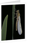Pyrrhosoma nymphula (large red damselfly) - emerging by Anonymous