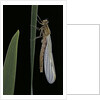 Pyrrhosoma nymphula (large red damselfly) - emerging by Anonymous