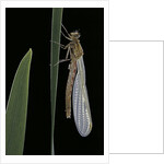 Pyrrhosoma nymphula (large red damselfly) - emerging by Anonymous