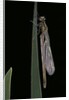 Pyrrhosoma nymphula (large red damselfly) - emerging by Anonymous