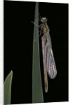 Pyrrhosoma nymphula (large red damselfly) - emerging by Anonymous