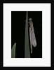 Pyrrhosoma nymphula (large red damselfly) - emerging by Anonymous