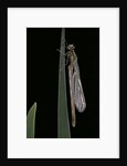 Pyrrhosoma nymphula (large red damselfly) - emerging by Anonymous