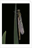 Pyrrhosoma nymphula (large red damselfly) - emerging by Anonymous