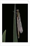 Pyrrhosoma nymphula (large red damselfly) - emerging by Anonymous
