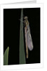 Pyrrhosoma nymphula (large red damselfly) - emerging by Anonymous
