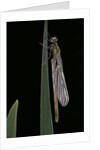 Pyrrhosoma nymphula (large red damselfly) - emerging by Anonymous