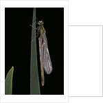 Pyrrhosoma nymphula (large red damselfly) - emerging by Anonymous