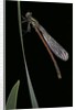 Pyrrhosoma nymphula (large red damselfly) - newly emerged by Anonymous