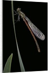 Pyrrhosoma nymphula (large red damselfly) - newly emerged by Anonymous