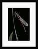 Pyrrhosoma nymphula (large red damselfly) - newly emerged by Anonymous