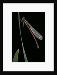 Pyrrhosoma nymphula (large red damselfly) - newly emerged by Anonymous