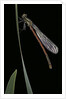 Pyrrhosoma nymphula (large red damselfly) - newly emerged by Anonymous
